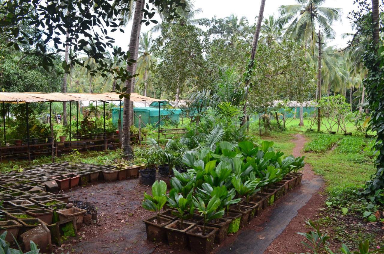 Mangaal Farmstay Goa Vichondrem Exterior foto
